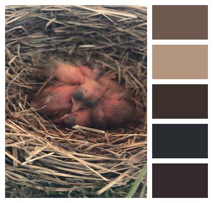 Blackbirds Bird'S Nest Hatchlings Image